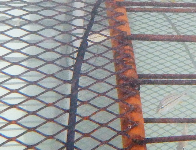 Initial Reef profile